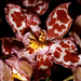 Orchideententoonstelling