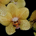 Orchideententoonstelling