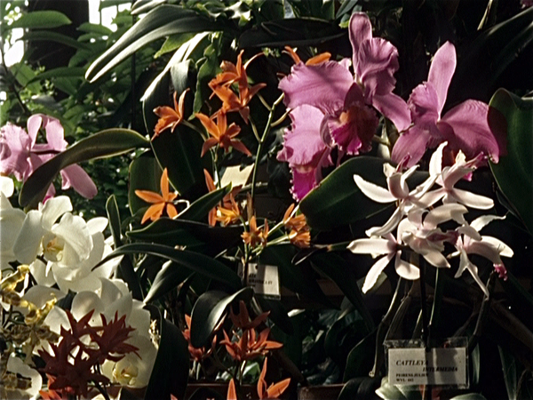 Orchideententoonstelling