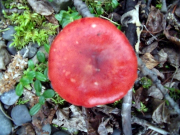 DSCF0902