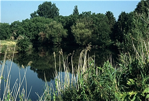 Stekene Land van Waas