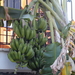 bananenboom
