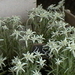 Edelweiss