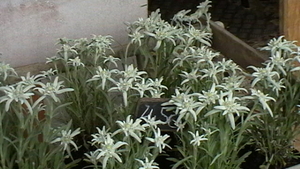 Edelweiss