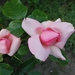 Rose rozen