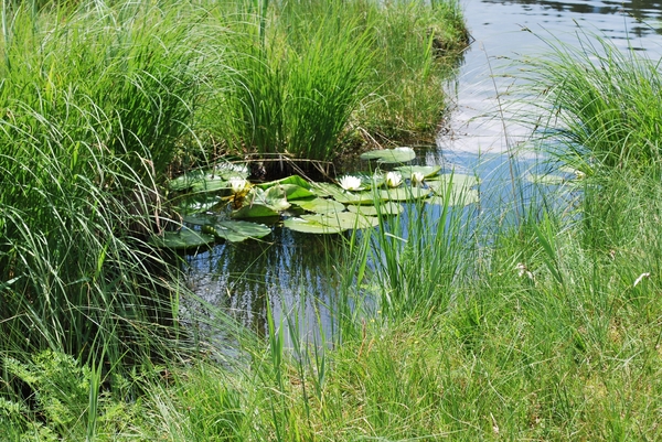 Waterplanten