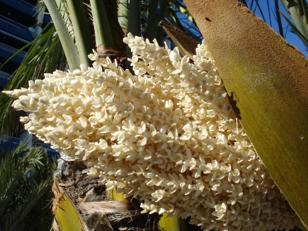 Zaadlijst palmboom 1