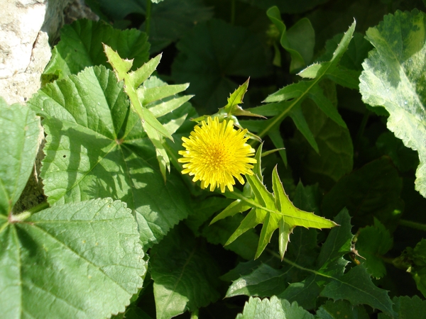 Famillie paardebloem