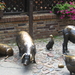 Wroclaw monument ter ere van slachtdieren