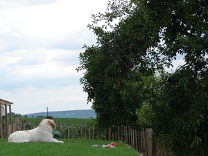 2010-08-06 Epernay 123