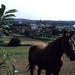 Hageland