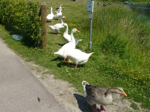 Boomse kleiputten - 27-06-10 023