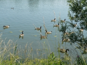 Boomse kleiputten - 27-06-10 024