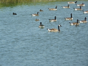 Boomse kleiputten - 27-06-10 030