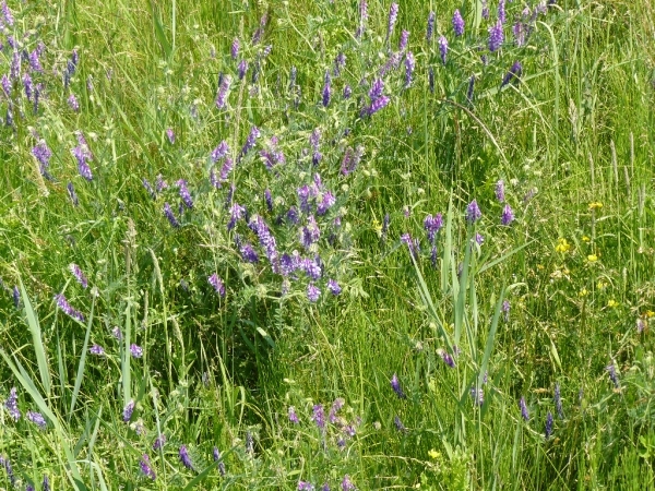 Boomse kleiputten - 27-06-10 033