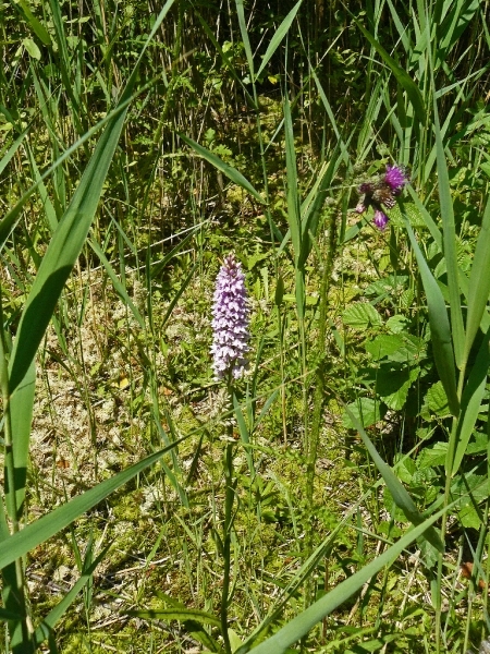 Boomse kleiputten - 27-06-10 041