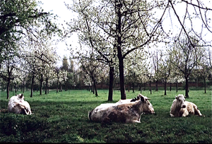 Lente in het Hageland