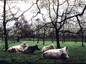 Lente in het Hageland