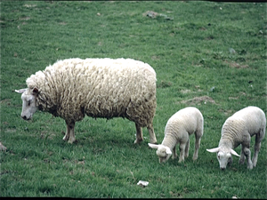 Lente in het Hageland