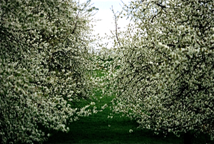 Lente in het Hageland