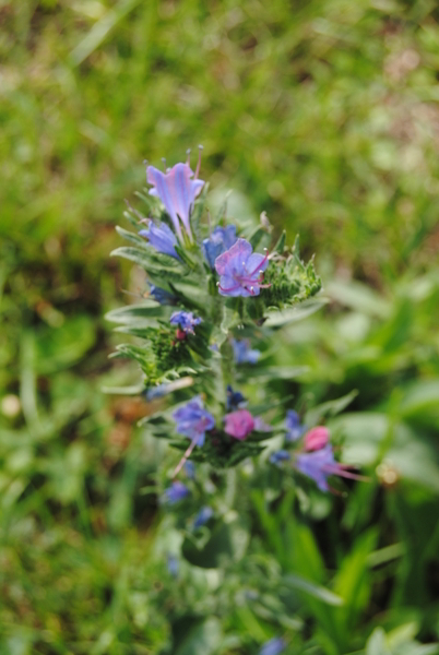 bloemen in gazon