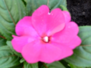 bloemenweelde 14 april 2009 196 [Desktop Resolutie]