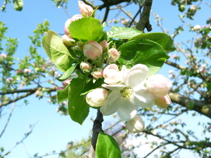 bloemenweelde 14 april 2009 131