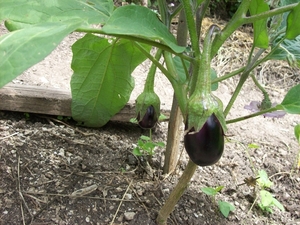 aubergine