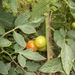 tomaten verkleuren