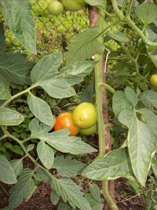 tomaten verkleuren