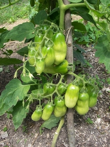 lange tomaten