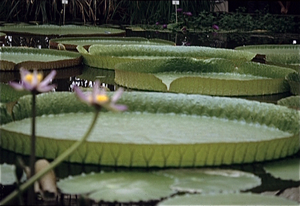 Plantentuin Meise