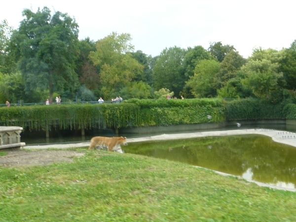 20100812 bellewaerde (108)