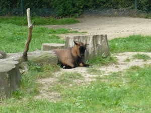 20100812 bellewaerde (94)