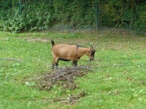 20100812 bellewaerde (98)