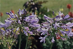 Barockgarten - Gross Sedlitz