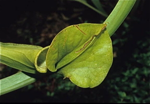 Botanische Tuin