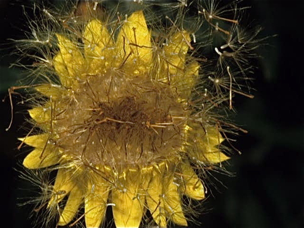 Botanische Tuin