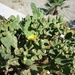 Reis Kreta -Rethimnon 034