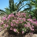 Reis Kreta -Rethimnon 054
