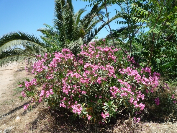 Reis Kreta -Rethimnon 054