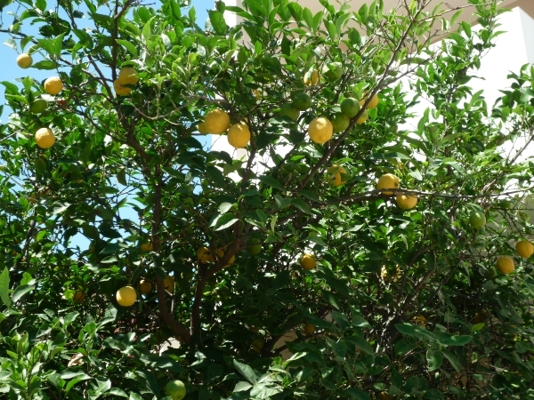 Reis Kreta -Rethimnon 084