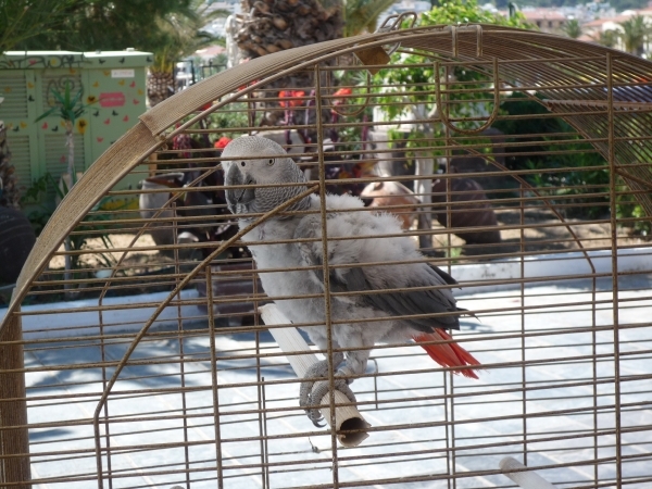 Reis Kreta -Rethimnon 106