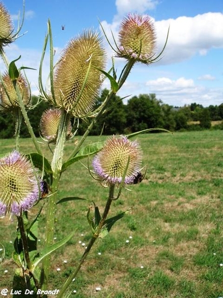 2010_08_02 Beauraing 29