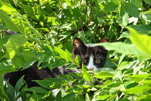 Tournetje in de Jungle