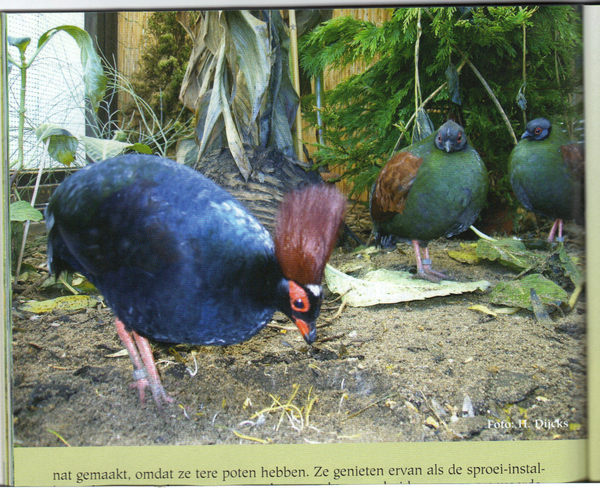 getimage2[5]  trio roul-roul bospatrijzen