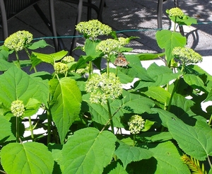 P5280029