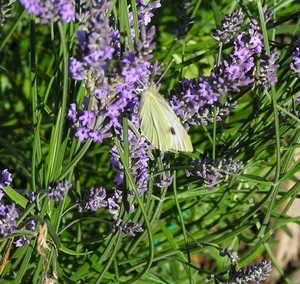 P6250069