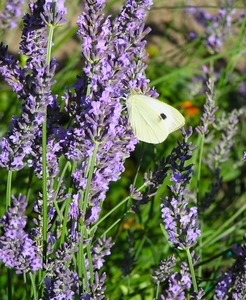 P6250070