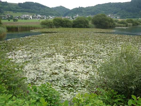 10.08. EIFEL 030 WATERLELIES